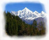 CedarwoodHimalayan2