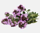 Thyme