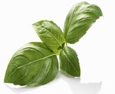 Fresh basil