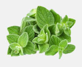 oregano