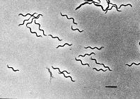 spirochetes